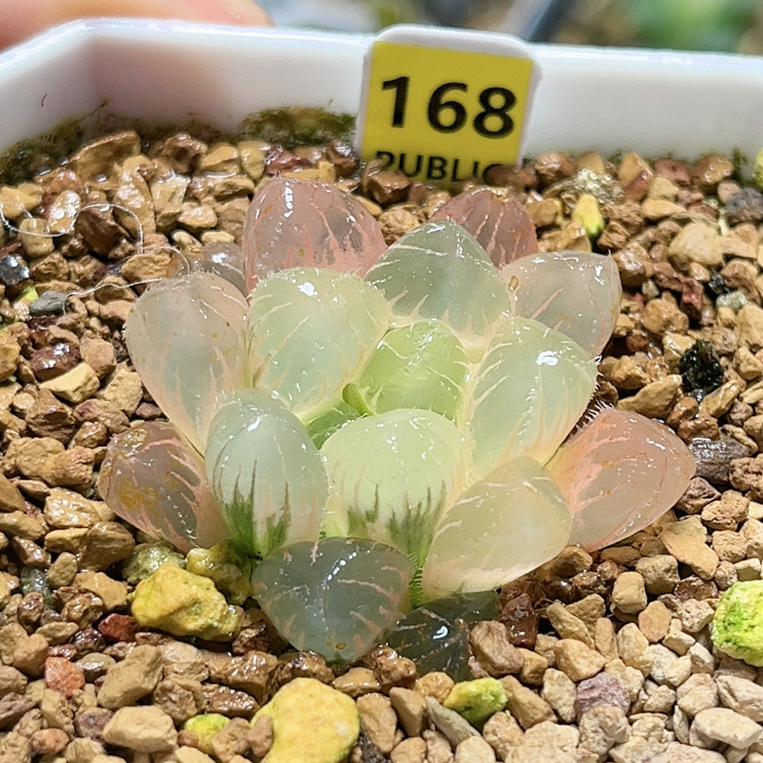 168号实生糊斑玉露锦,鲜花速递/花卉仿真/绿植园艺,多肉植物,淘宝优惠券,粉丝福利购,淘宝优惠卷