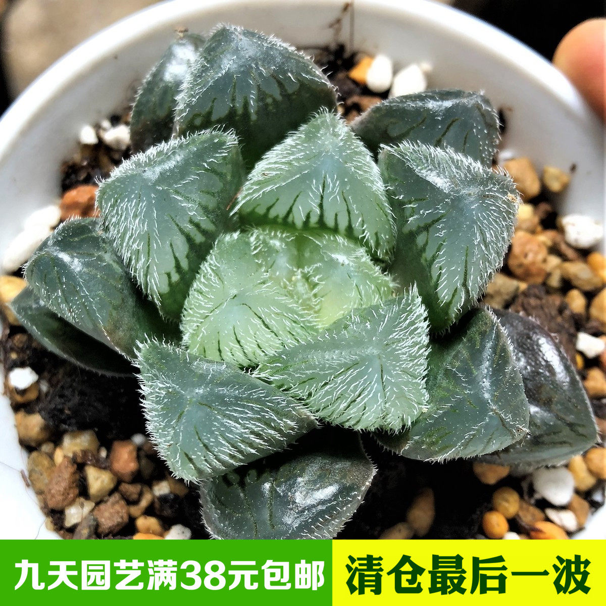 日本玉露多肉植物多少钱 日本玉露多肉植物优惠券免费领取 有条鱼