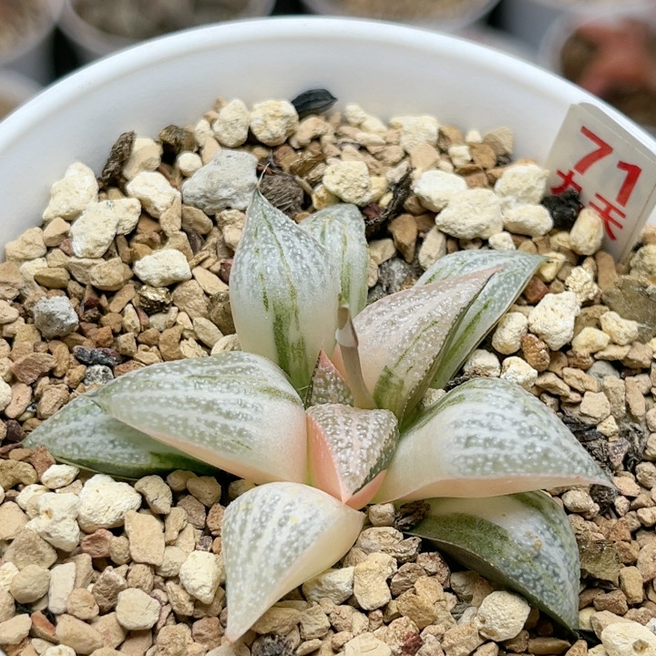 71号特选青蟹锦