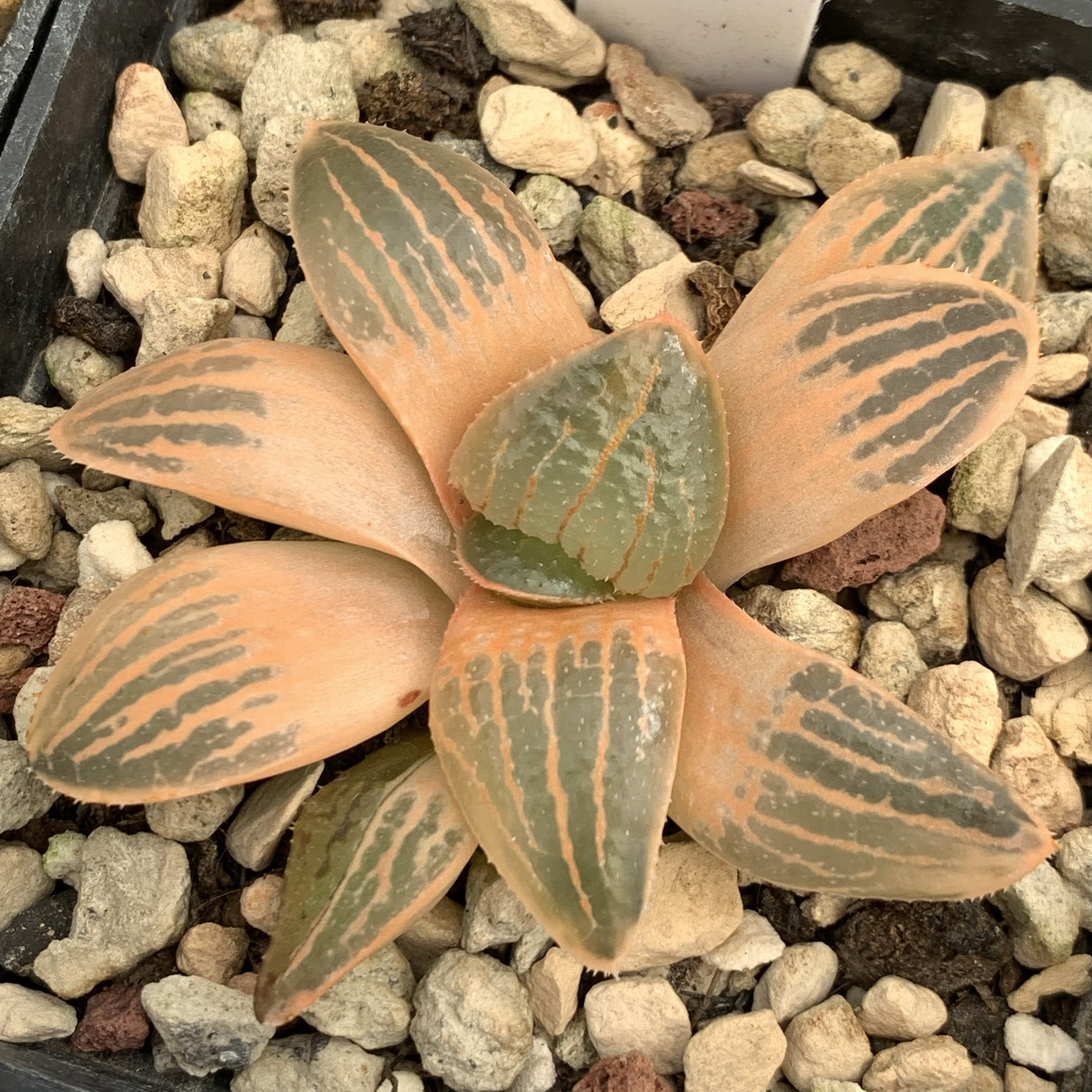新品亲指姬锦玉露魔镜万象霓虹灯冰灯潘灯迷你盆栽玉扇锦终极蓝