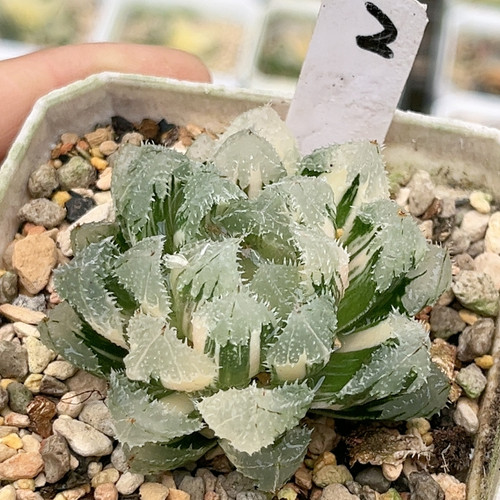 2号玄冰