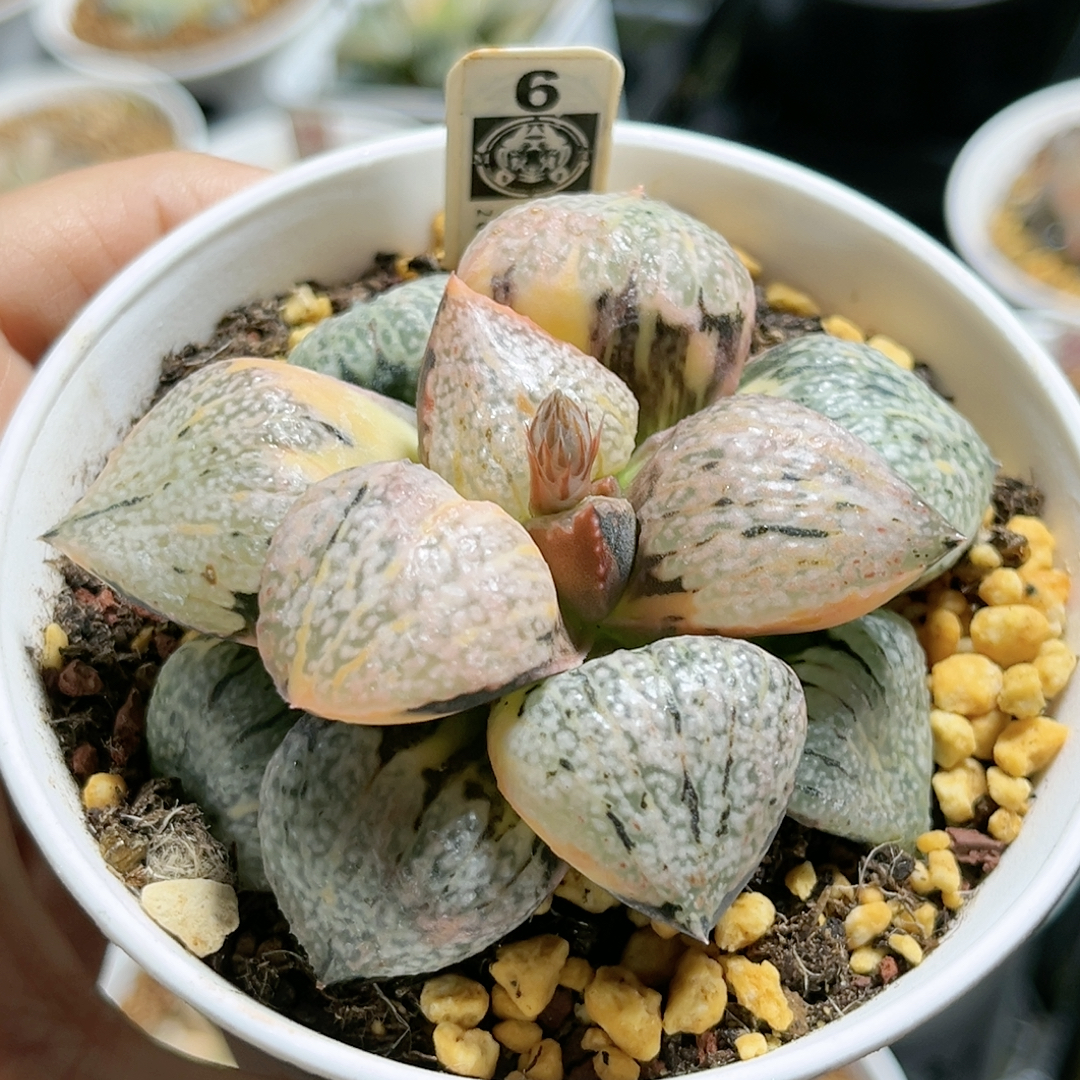 6号实生丸叶白银锦