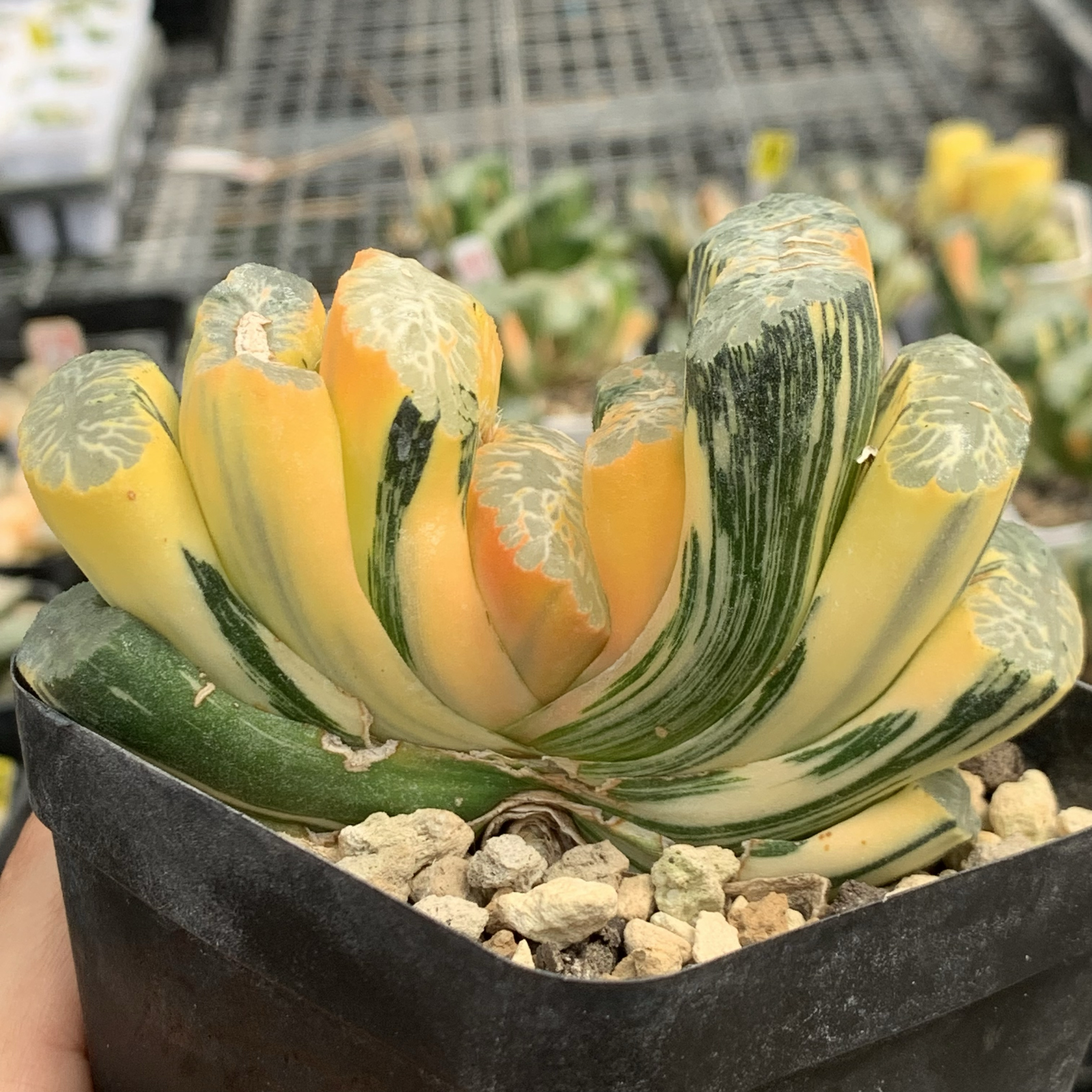 玉露寿办公桌多肉植物瓦苇十二卷