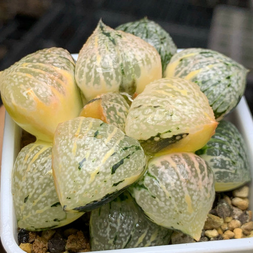 稀有品种实生丸叶白银锦十二卷一物一拍玉扇万象玉露多肉植物办公