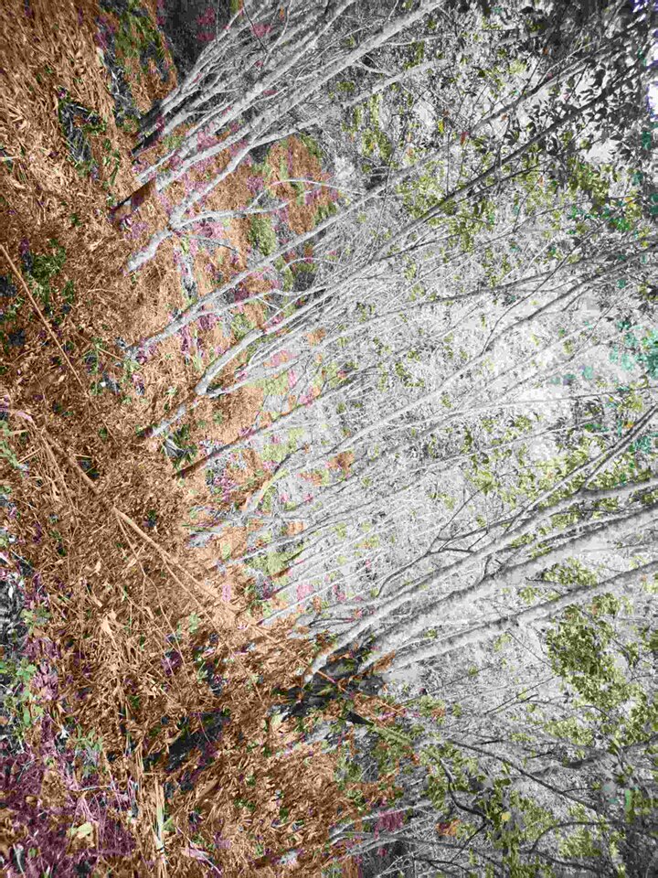 位于墨江县文武镇安益村河海田组的橡胶林