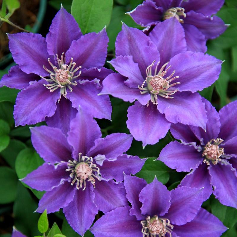 铁线莲爬藤庭院阳台四季丰花特价