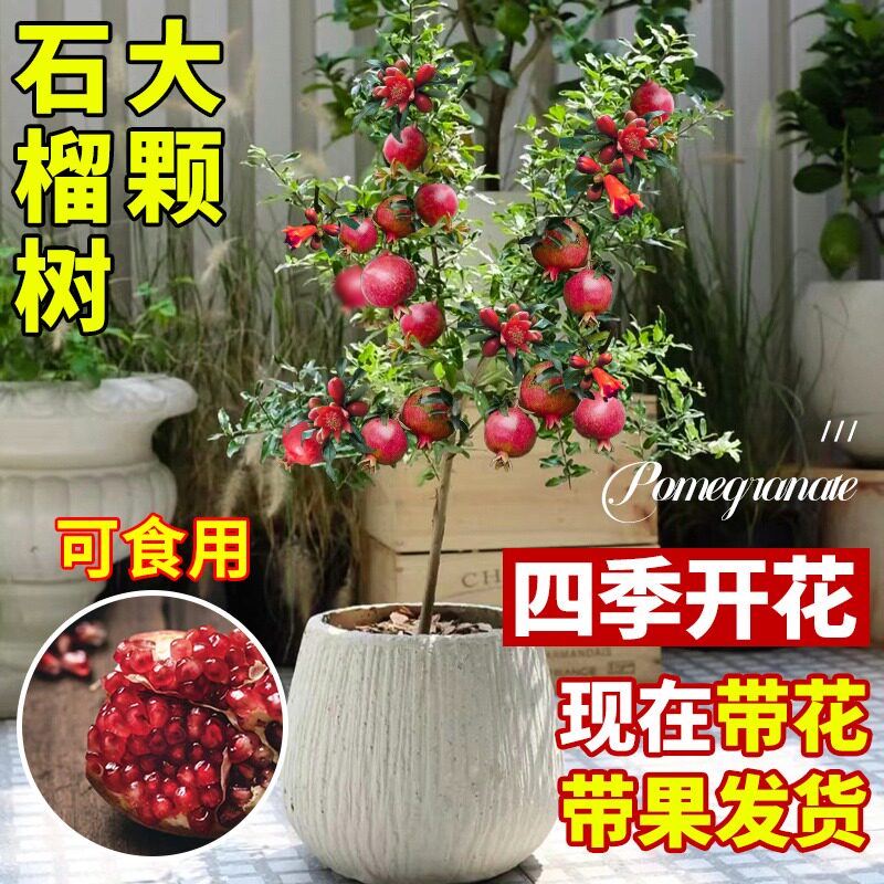石榴树树苗庭院盆栽地栽果树带果发货可食用果苗四季开花好养绿植