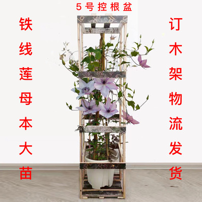 母本大苗铁线莲爬藤植物庭院大苗