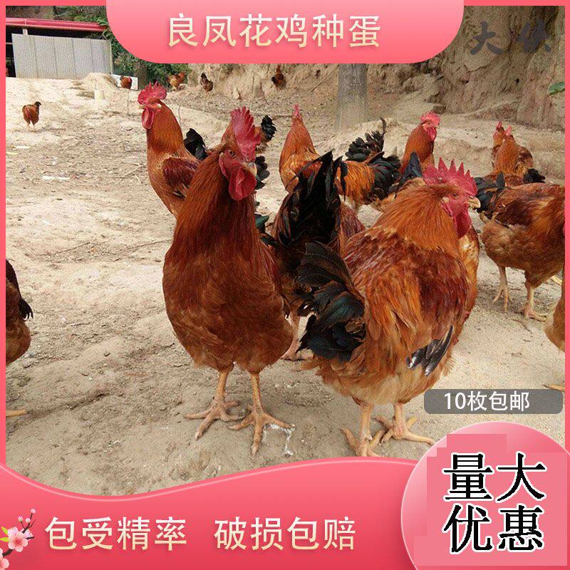 良凤花鸡种蛋受精蛋高产肉鸡新鲜纯种大型可孵化受精种蛋10枚包邮