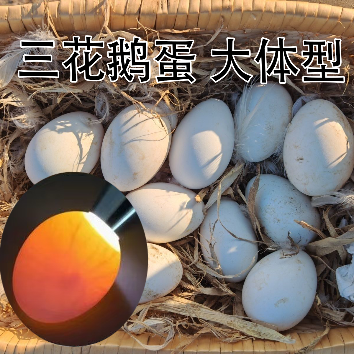 大体型三花鹅蛋可繁殖公母混养蛋产蛋多  麻鸭蛋可繁殖公母混养蛋