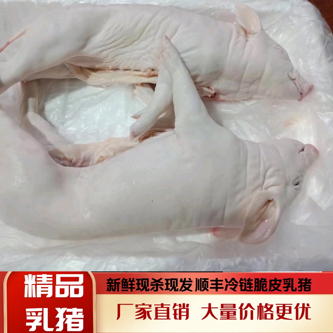新鲜现杀乳猪整只脆皮烤乳猪速冻乳猪小香猪酒店烧猪小耳朵乳猪