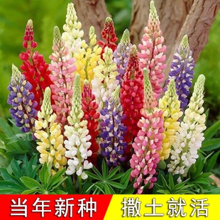 鲁冰花种籽多年生室内阳台盆栽植物苗庭院播种易活花卉羽扇豆种子