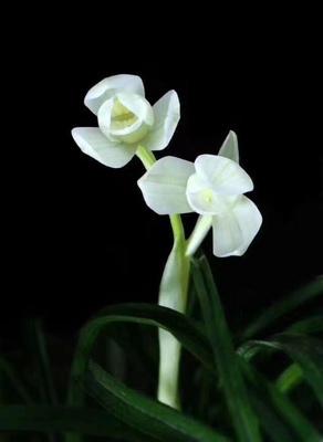 自产自销各种莲瓣兰花滇红素寺小灵童碧龙红素镇荷等基地自产自销