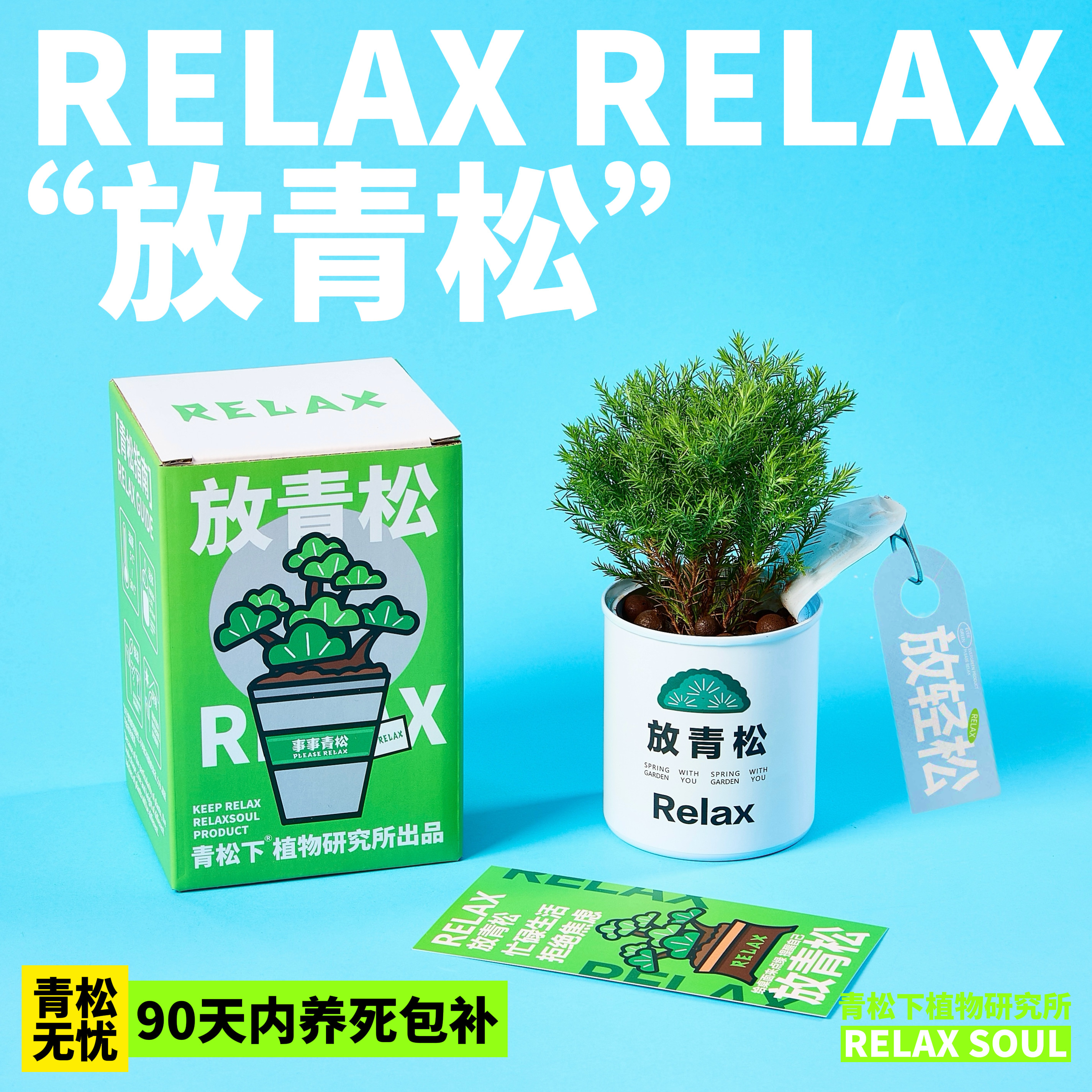 放青松创意植物盆栽礼盒套装图片