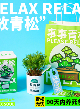 青松下-放青松雾松罗汉松植物盆栽懒人好养办公桌面绿植创意礼物