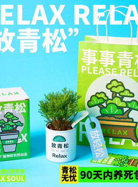 放青松创意植物盆栽礼盒套装