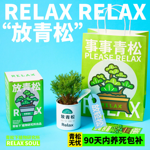 放青松创意植物盆栽礼盒套装