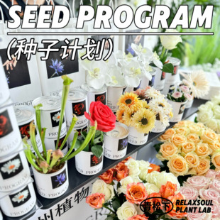 青松下-种子计划植物罐头向日葵牵牛花矢车菊盆栽幼儿园公司礼物