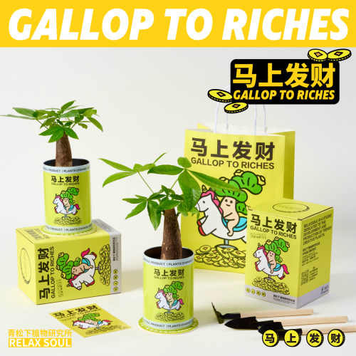 马上发财发财树创意盆栽礼盒套装