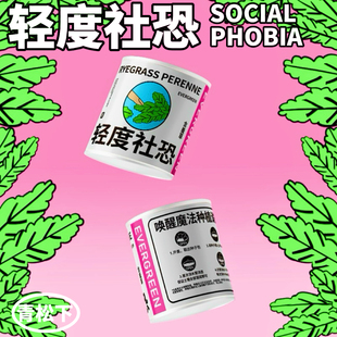 青松下-含羞草盆栽植物罐头创意教室办公室桌面绿幼儿园公司礼物