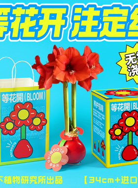 青松下-等花开 蜡封朱顶红蜡球注定红盆栽懒人无土办公桌植物礼物