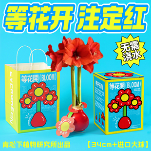 青松下-等花开 蜡封朱顶红蜡球注定红盆栽懒人无土办公桌植物礼物