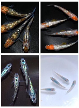 灭蚊鱼观背青鳉鱼卵淡水观赏鱼魔法鱼冷水鱼小锦鲤古法养鱼免打氧