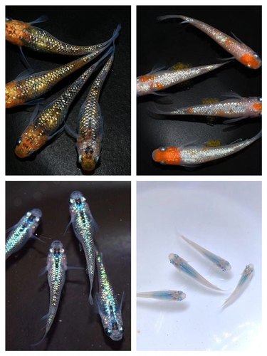 灭蚊鱼观背青鳉鱼卵淡水观赏鱼魔法鱼冷水鱼小锦鲤古法养鱼免打氧