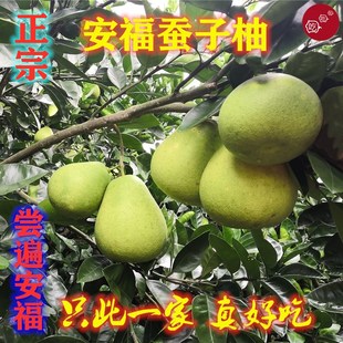 【现货上市】萍乡安福蚕子吉安井冈山金兰柚子限时特价包邮