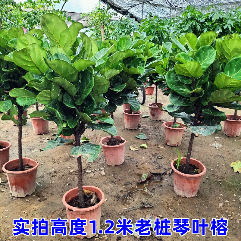 大叶琴叶榕老桩 精品单杆盆栽 室内大型绿植物盆景橡皮树室内观叶,鲜花速递/花卉仿真/绿植园艺,大型绿植/成品组合盆栽,淘宝优惠券,粉丝福利购,淘宝优惠卷