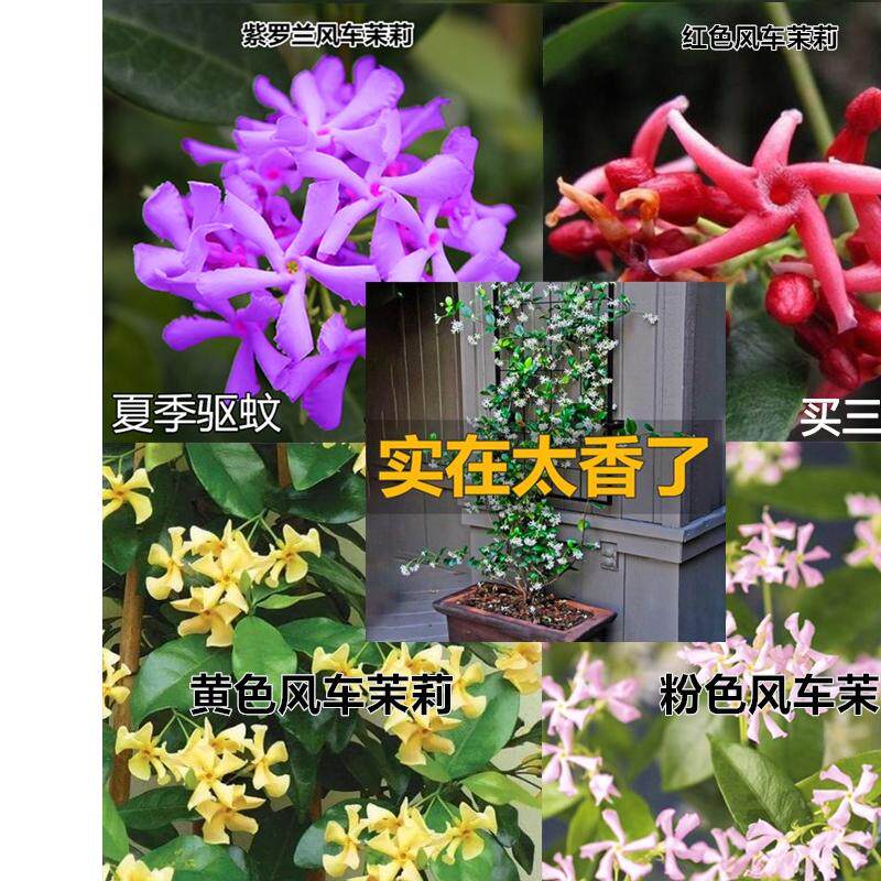 粉色风车茉莉爬藤花卉植物黄色络茉莉花