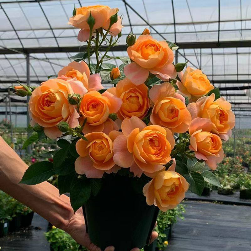 果汁阳台月季玫瑰花四季开花月季特大花浓香果汁阳台庭院花卉盆栽,鲜花速递/花卉仿真/绿植园艺,月季/蔷薇/玫瑰,淘宝优惠券,粉丝福利购,淘宝优惠卷