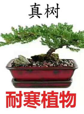 迎客松盆景真树小植物大办公室桌面客厅阳台摆设美观室内净化空气