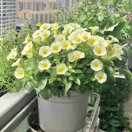 【柠檬黄大盆】单瓣矮牵牛阳台垂吊植物
