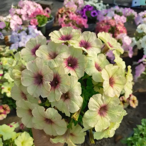 【慢摇草莓大盆】单瓣垂吊矮牵牛