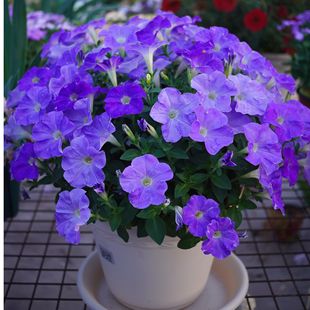 【蓝色天空大盆】单瓣垂吊矮牵牛