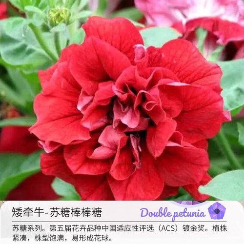 【苏糖棒棒糖大盆】重瓣矮牵牛阳台垂吊植物