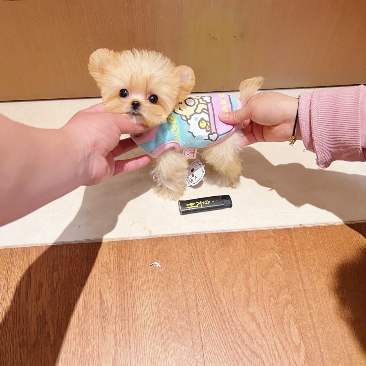 约克夏小型犬宠物狗狗活体袖珍迷你茶杯长不大微小金银约克夏小体