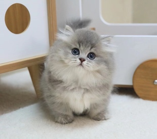 猫咪活物英短蓝金拿破仑矮脚公米努特脸版毛宠物幼猫金渐层波斯猫