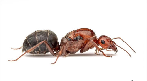 小丑蜜罐蚁Myrmecocystus mimicus2024年新后已到货养定发货带卵