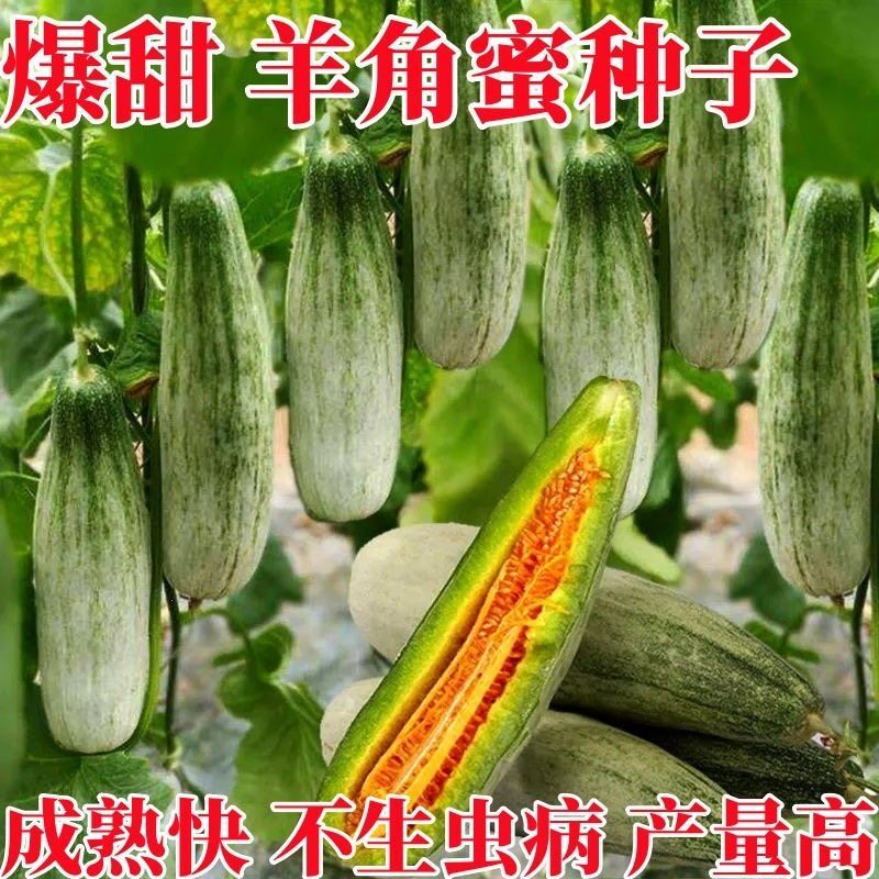 羊角蜜甜瓜种籽酥子香瓜