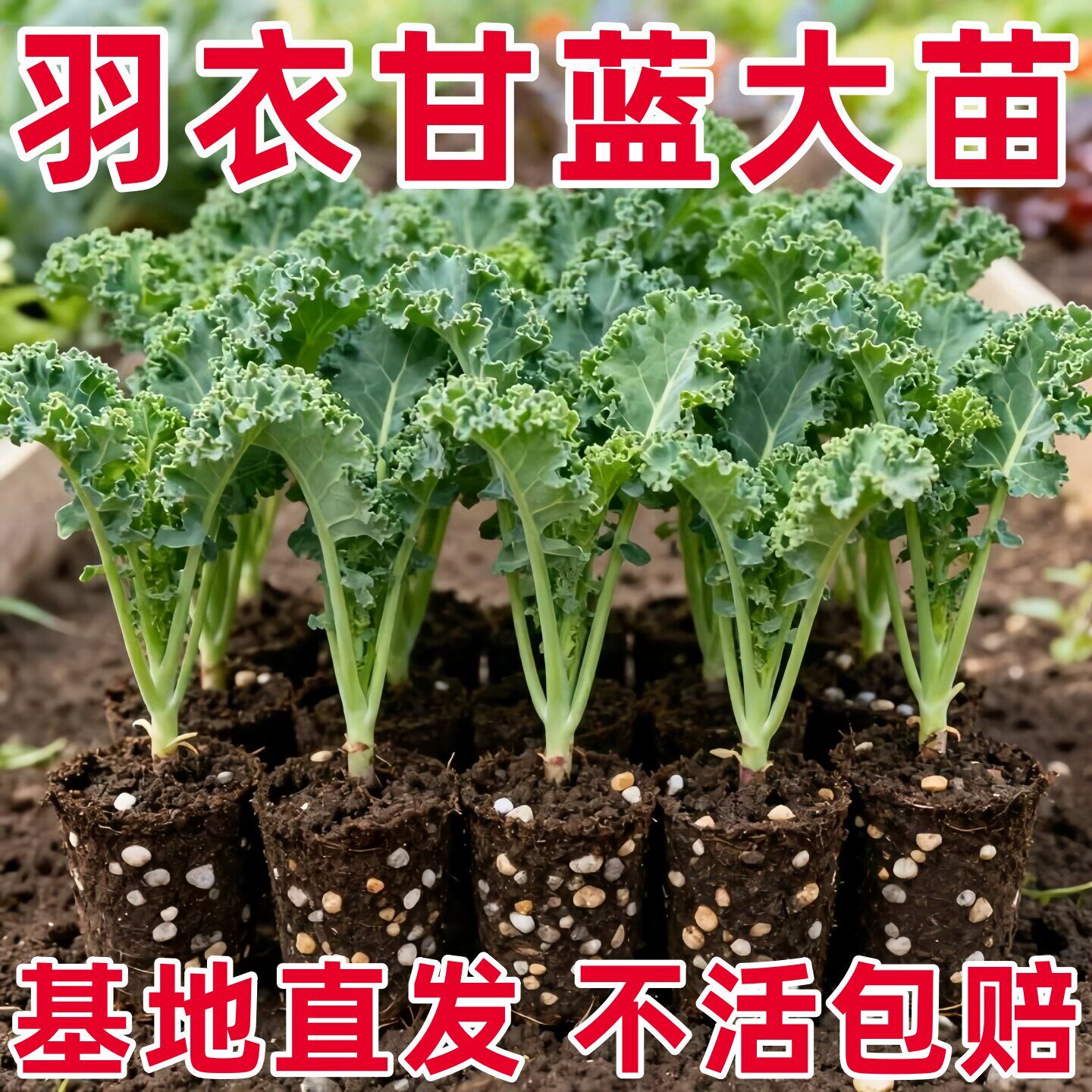 四季可食绿羽衣甘蓝苗种子