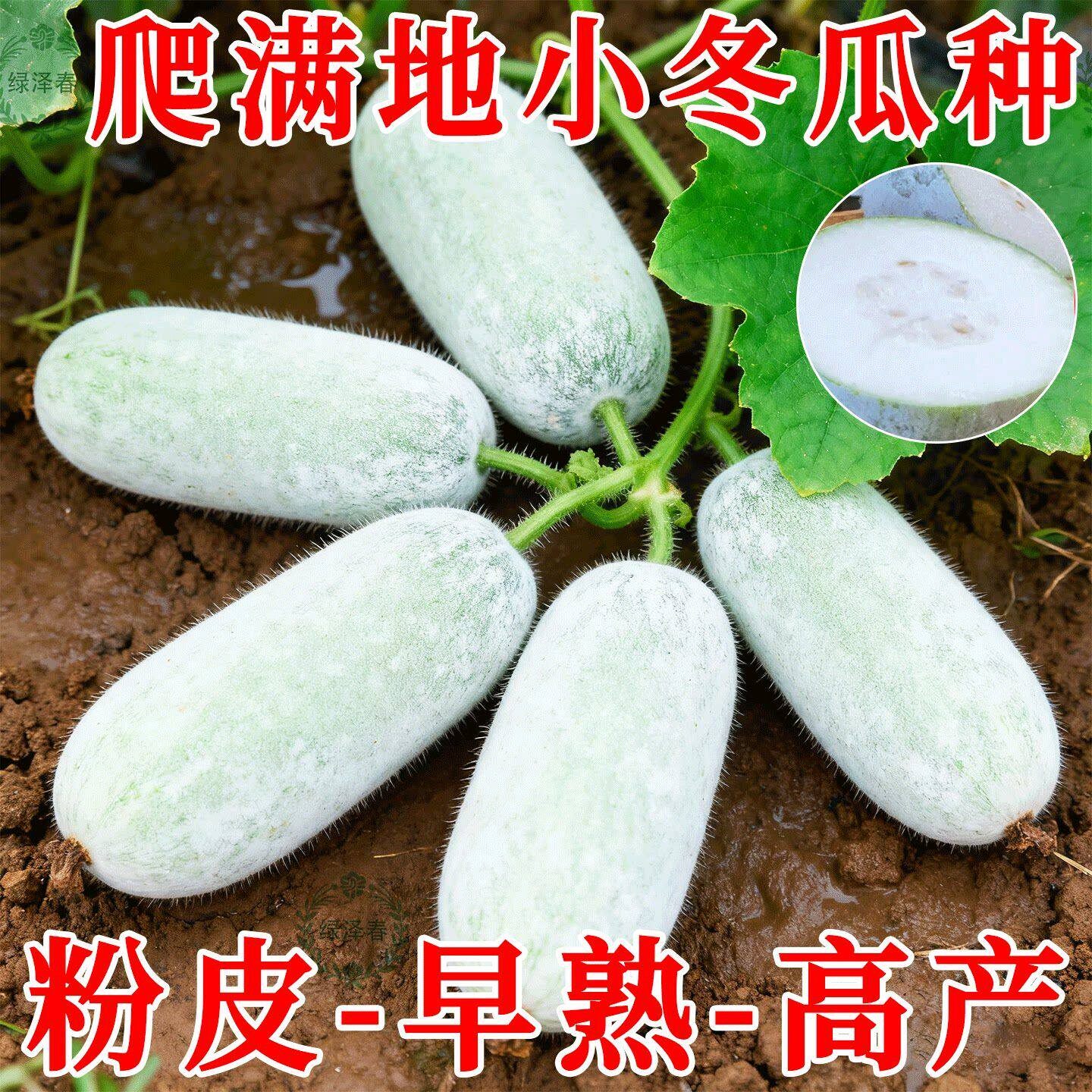 迷你满地爬小冬瓜种子不