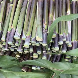 南北黑种子甜高粱东北紫皮节皮薄甘蔗种多汁黑甜杆长口感甜黑黑节