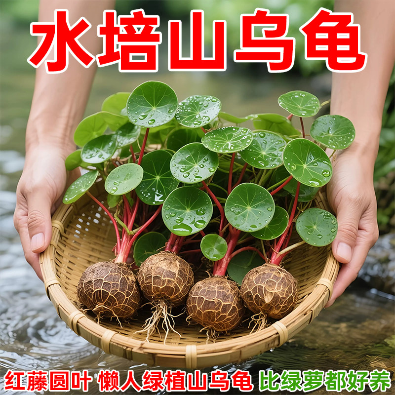 山乌龟爬藤植物盆栽金不