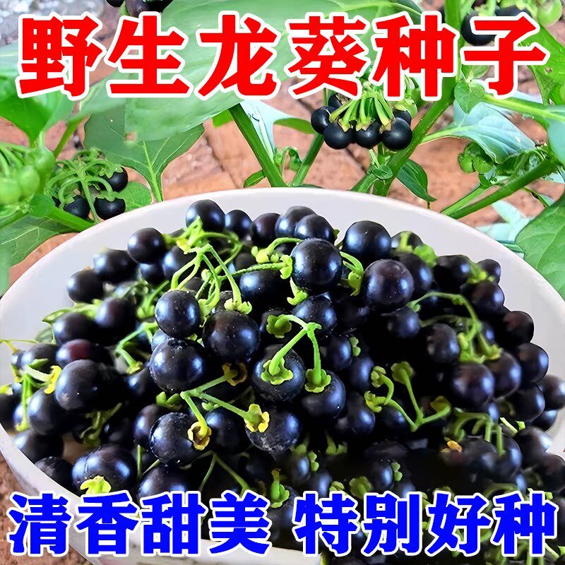 龙葵种籽黑黝黝阳台水果野生龙葵种子盆栽四季可种黄天天室内高产