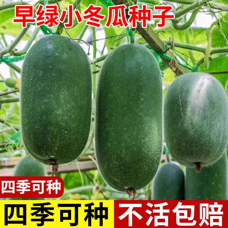 禾语早熟丰产四季播冬瓜种子