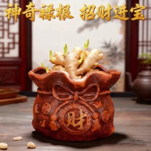 【禄根生姜】福禄双全盆栽生姜可水培土培好养禄根办公室绿植