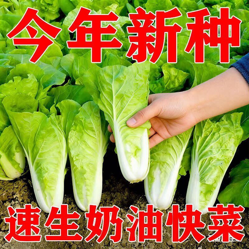 四季奶油白菜籽种大全快菜种籽青菜毛白菜小白菜种子蔬菜种子盆栽