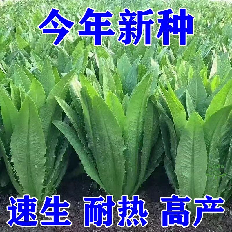 油麦菜种子耐寒农清香无